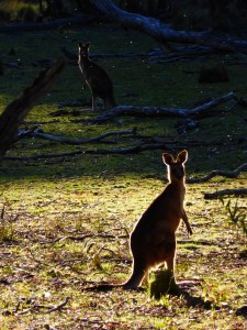 The ubiquitous wallaby on Bundella & Racecourse Track Hike, Coolah Tops NP (9km circuit)